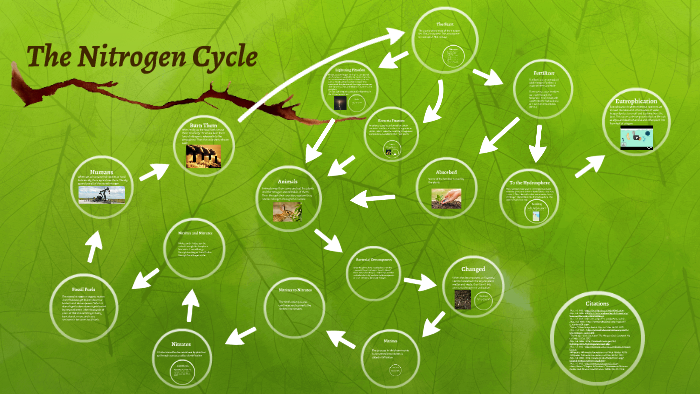 The Nitrogen Cycle by sydney hall on Prezi