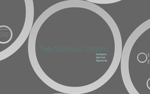 The Nervous System by Biology Project on Prezi