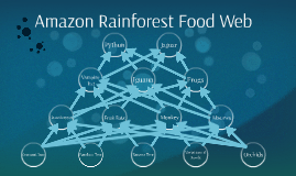 Amazon Rainforest Food Web By Cassidi Rutt
