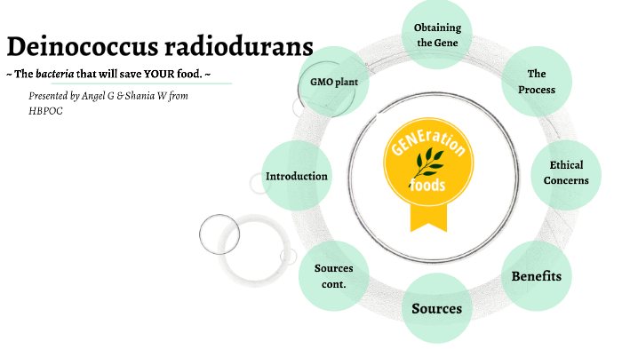 Deinococcus radiodurans by Angel G