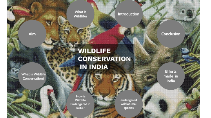 WILDLIFE CONSERVATION IN INDIA by Manya Mathur