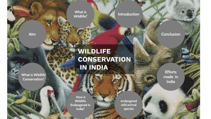 phd in wildlife conservation india