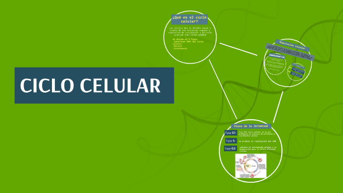 CICLO CELULAR by martinita Cantando on Prezi