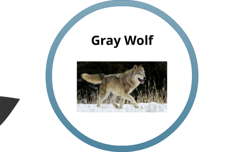 Gray Wolf Food Web by Nottellingyou Myname