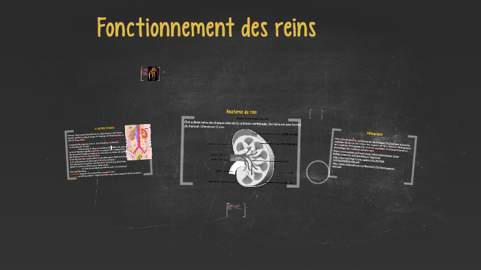 Fonctionnement des reins by Noemie Stjean on Prezi
