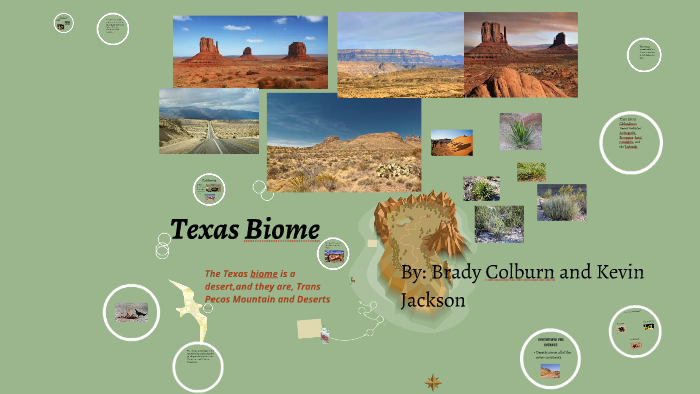 Texas Biome by Jeffery Brown