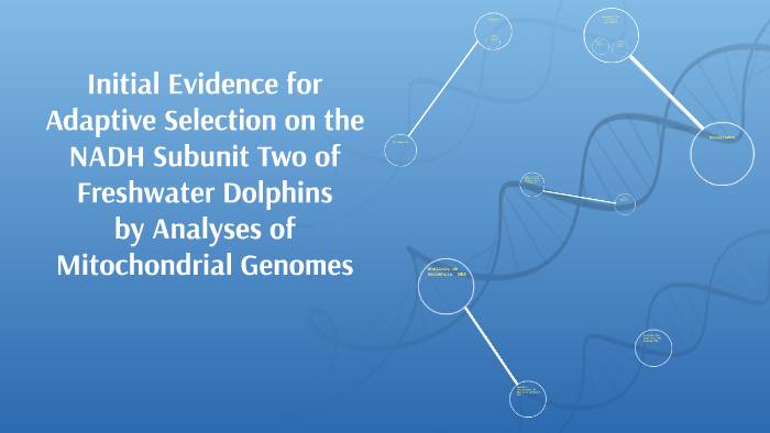 Initial Evidence for Adaptive Selection on the by Karen Gutiérrez ...