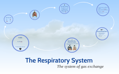 The Respiratory System by Riley Reck on Prezi