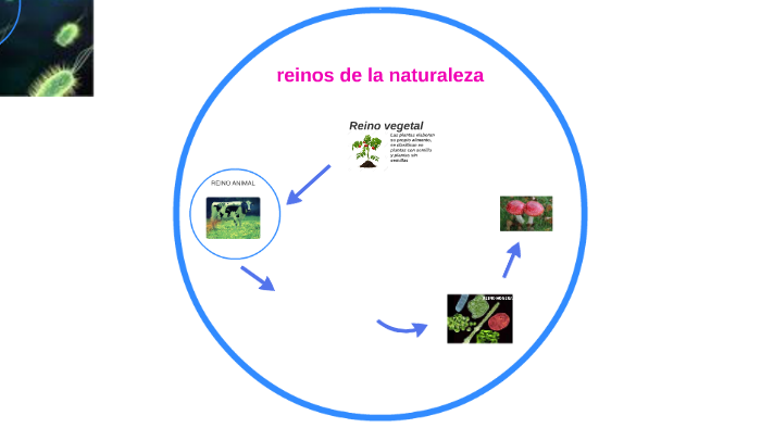 reinos de la naturaleza by ALVARO JOSE GONZALEZ CASTILLA on Prezi