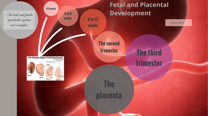 Fetal and placental development by Lindsey Morgan on Prezi
