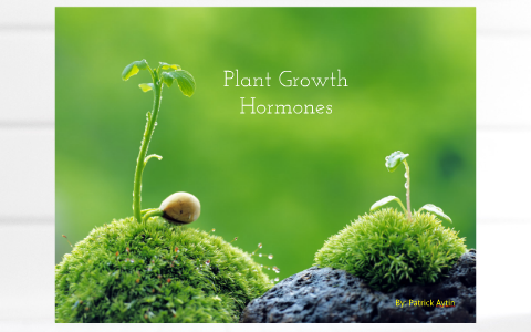 PLANT HORMONES. - ppt download