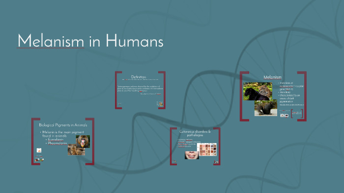 Melanism In Humans Melanism in Humans by Nataley Morua on Prezi