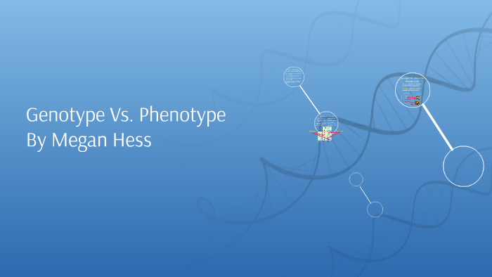 Genotype Vs Phenotype By Megan Hess On Prezi Genotype Vs Phenotype By Megan Hess On Prezi