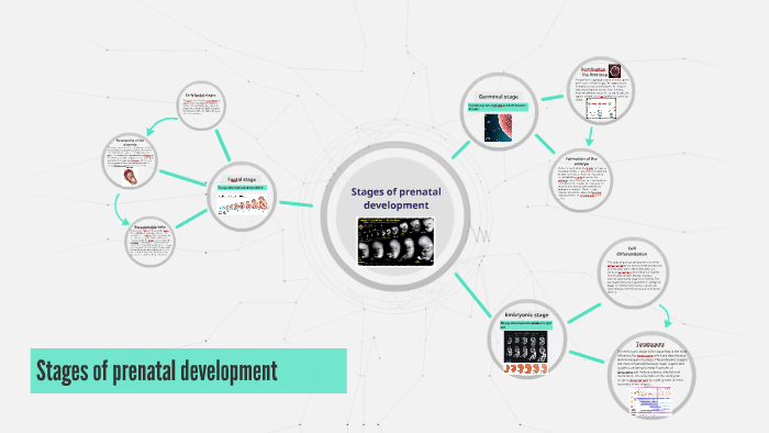 Stages of prenatal development by Uostina Hanna on Prezi