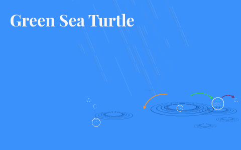 Green Sea Turtle by julia terentyev on Prezi