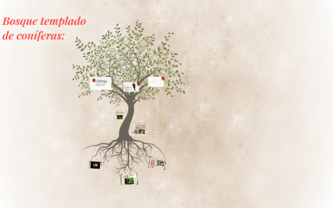 Bosque templado de coníferas: by DIEGO FERNANDO CABEZAS MARTINEZ on Prezi