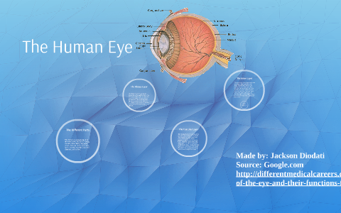 The Human Eye by Jackson Diodati on Prezi