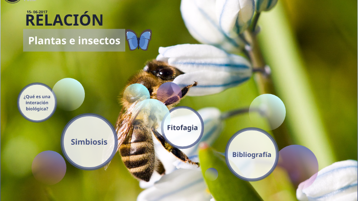 Relación entre plantas e insectos by Isabel Rodríguez on Prezi