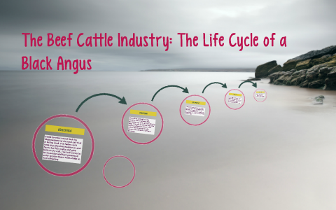The Beef Cattle Industry: The Life Cycle of a Black Angus by jeffrey ...