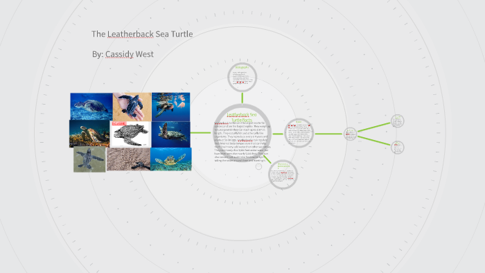 The Leatherback Sea Turtle by cassidy west on Prezi