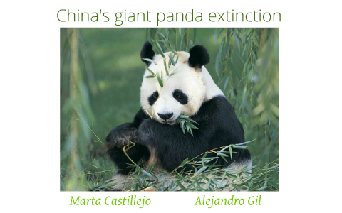 China's giant panda extinction by Marta Castillejo on Prezi