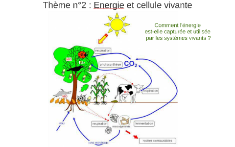 Thème n°2 : Energie et cellule vivante by Clément Delacroix on Prezi