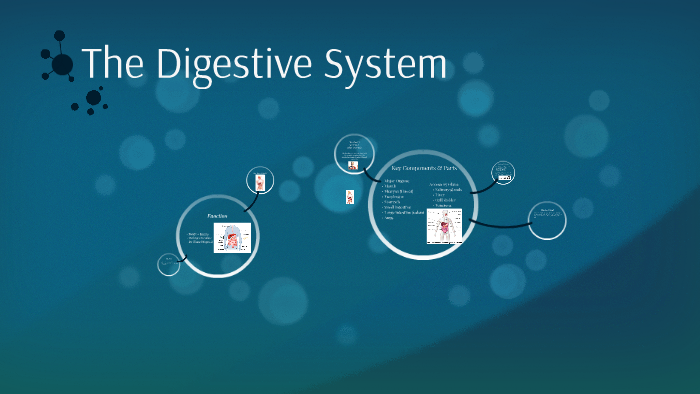 The Digestive System by Rachel Huang on Prezi