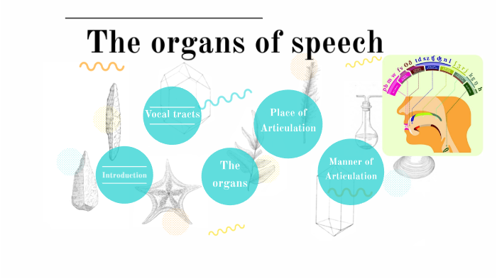 speech organs presentation