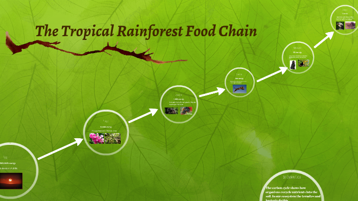 The Tropical Rainforest Food Chain by Raina Shelton