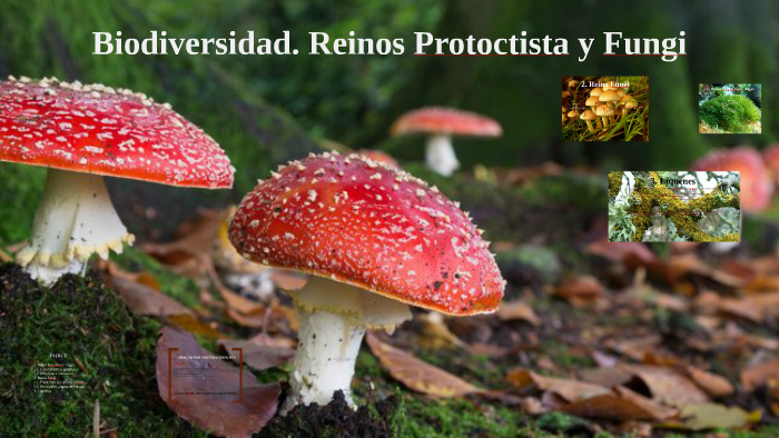 Reino Fungi Y Protista Ajore