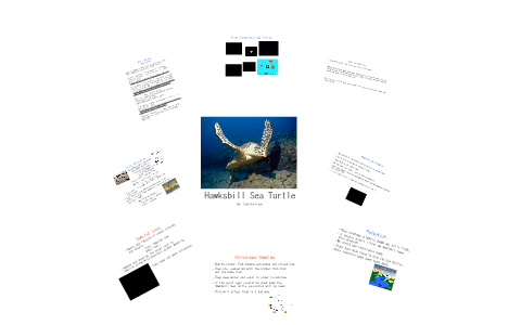 Hawksbill Sea Turtle by Izzy Harrison on Prezi