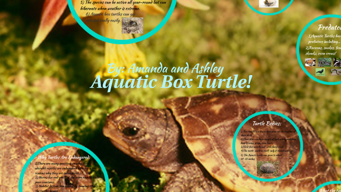 Aquatic Box Turtle! by Ashley cravaritis on Prezi