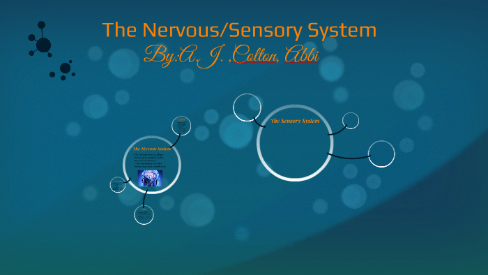 The Nervous/Sensory System by AJ Avery