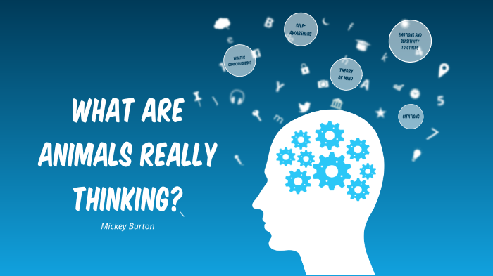 Think Animal Animal Cognition Presentation by Mickey Burton on Prezi