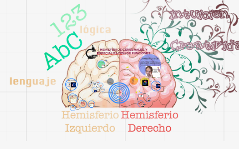 Dos hemisferios cerebrales, cada uno de ellos destinado a actividades especificas, que actúan de manera distinta, propia y di