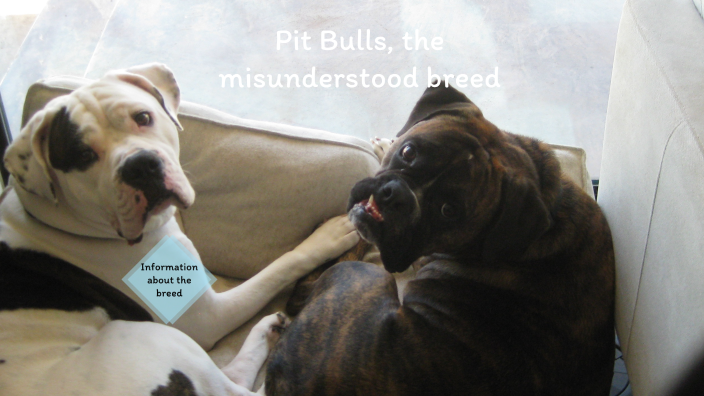 Pit Bulls Why They Are Misunderstood By KYLE OLTMANN (Student) On Prezi