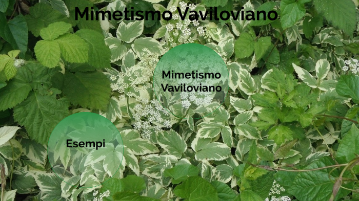 Mimetismo Vaviloviano by Dimitri Da Dalt on Prezi