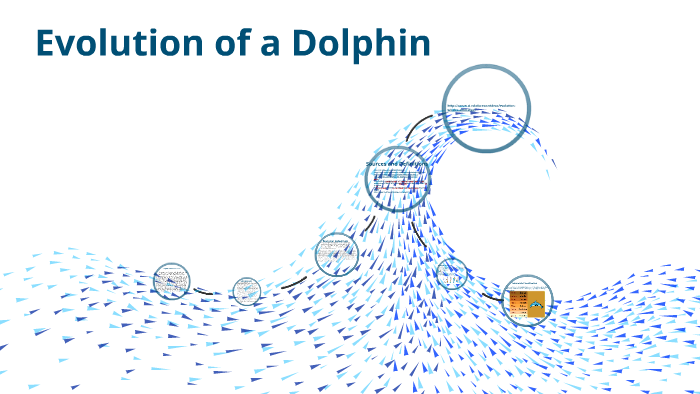 Dolphin Evolution Tree Evolution of a Dolphin by madison stepec on Prezi