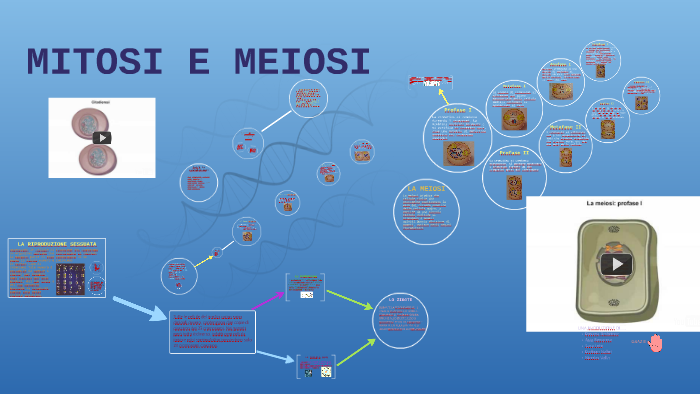 diagramma della mitosi e della meiosi