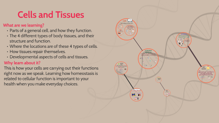 Cells and Tissues by Brittany Vogt on Prezi