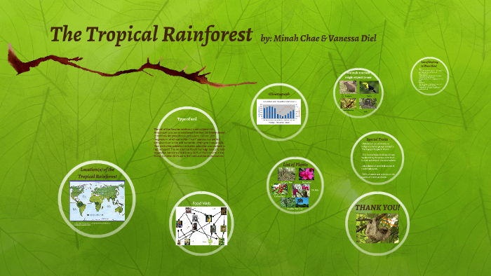 Biome Presentation: Tropical Rainforest by Minah Chae on Prezi