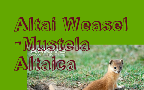 Altai Weasel - Mustela Altaica by alex velasquez on Prezi