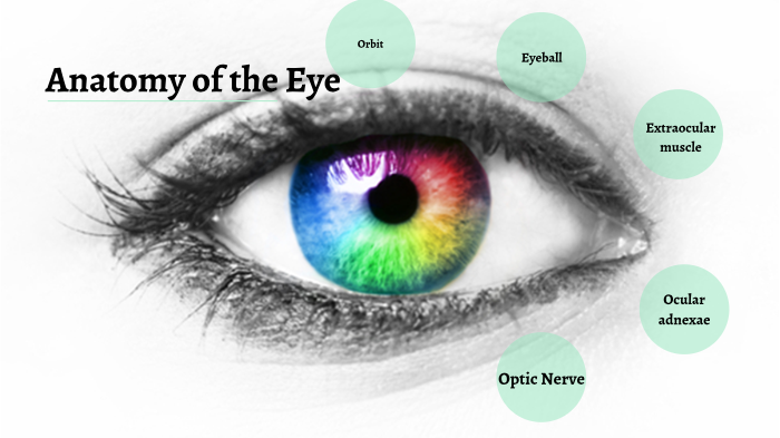 Anatomy of the eye by Shah NAmeh on Prezi