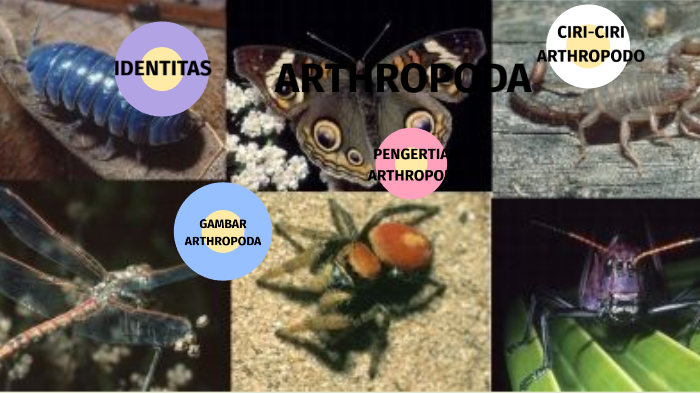 Arthropoda By Siti Hafsah Siregar On Prezi Next