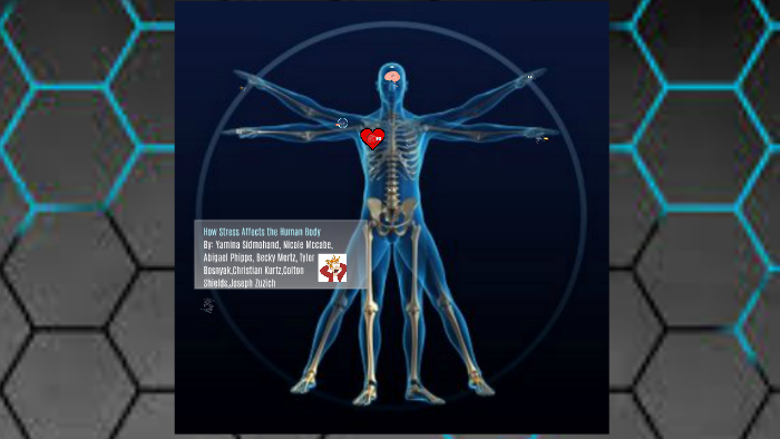 How Stress Affects the Human Body by yamina sidmohand on Prezi