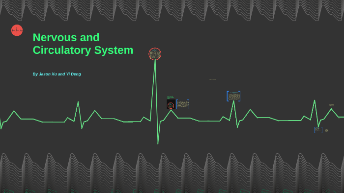 Nervous and circulatory System by yi deng on Prezi