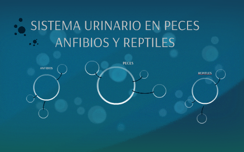 SISTEMA URINARIO EN PECES ANFIBIOS Y REPTILES by Marco Antonio Tarqui ...