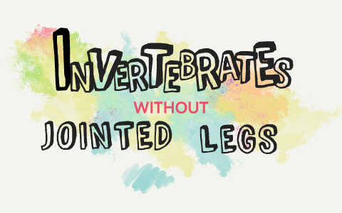 Invertebrates without jointed legs by Hafsa Akbar