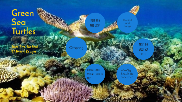Green Sea Turtles by Avery Kruger on Prezi