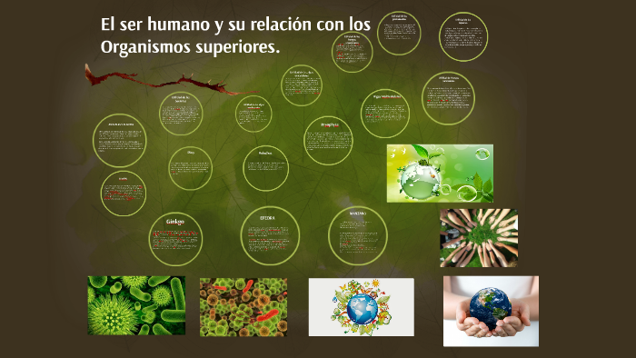 El ser humano y su relación con los Organismos superiores. by Luis  Carachuri on Prezi